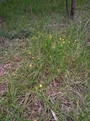 Calochortus barbatus
