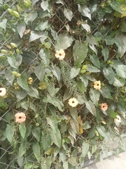 Thunbergia alata