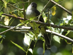 Myiarchus cephalotes