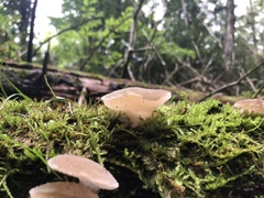 Pseudohydnum gelatinosum