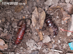 Cocytius antaeus