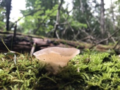 Pseudohydnum gelatinosum