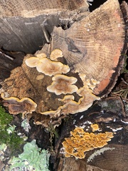 Phaeolus schweinitzii