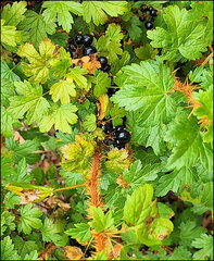 Ribes lacustre