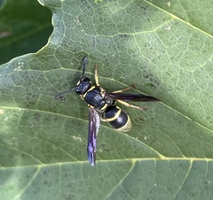 Euodynerus foraminatus