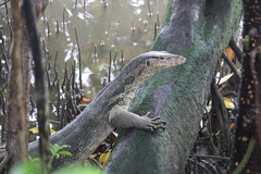 Varanus salvator macromaculatus
