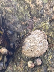 Testudinalia testudinalis