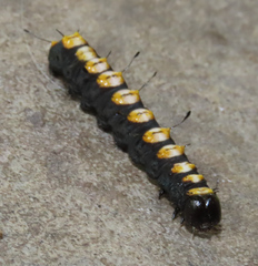 Acronicta funeralis