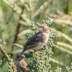 Ammodramus savannarum