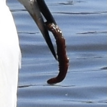 Animalia