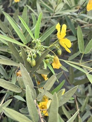 Senna roemeriana