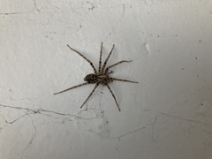 Tegenaria ferruginea