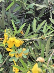 Senna roemeriana