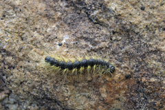 Phalera flavescens