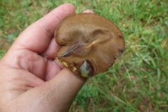 Boletinellus merulioides