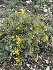 Senna roemeriana