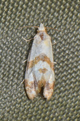 Phalonidia contractana