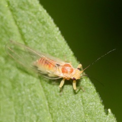 Psylloidea