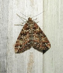 Pseudocoremia productata