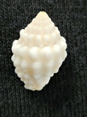 Vexillum cancellarioides