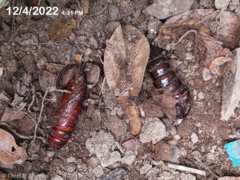Cocytius antaeus