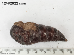 Cocytius antaeus