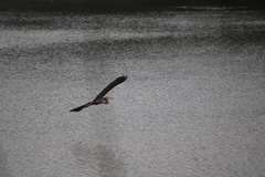 Ardea purpurea manilensis