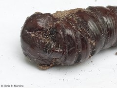 Cocytius antaeus