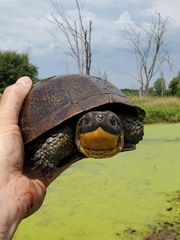 Emydoidea blandingii