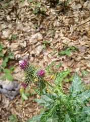 Ptilostemon strictus