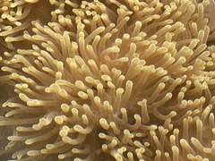 Heteractis magnifica