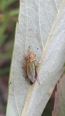 Cicadellidae