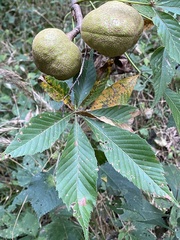 Aesculus glabra