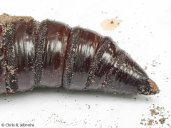 Cocytius antaeus