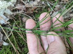Equisetum arvense