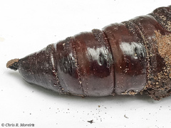 Cocytius antaeus