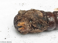 Cocytius antaeus