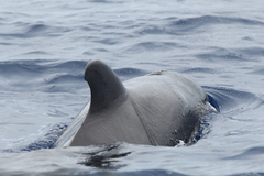 Globicephala macrorhynchus