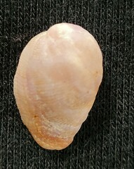 Galeropsis monodontus