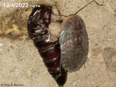 Cocytius antaeus