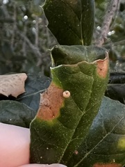 Dryocosmus minusculus