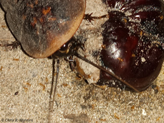 Cocytius antaeus