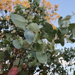 Eucalyptus melanophloia