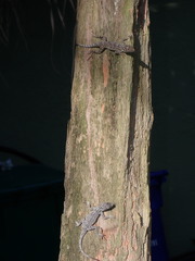Anolis distichus