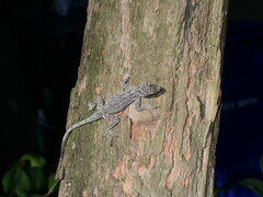 Anolis distichus