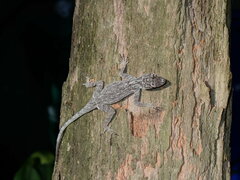 Anolis distichus