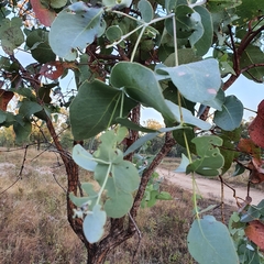 Eucalyptus melanophloia
