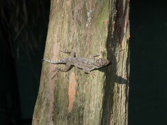 Anolis distichus