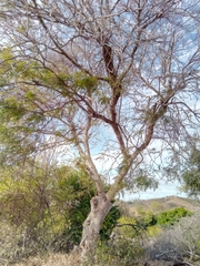 Millettia