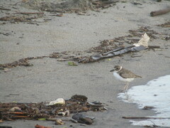 Charadrius wilsonia